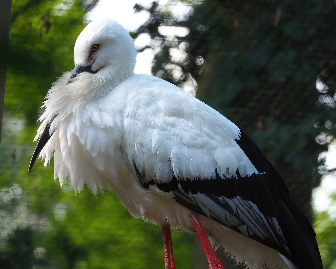 Oriental white stork (Ciconia boyciana), 2022-07-03