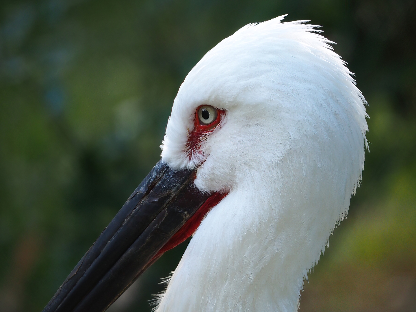 Oriental white stork (Ciconia boyciana), 2022-07-16