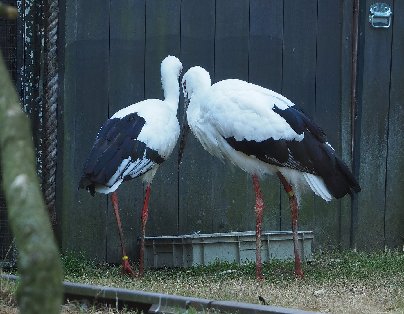 Oriental white stork (Ciconia boyciana), 2022-08-07