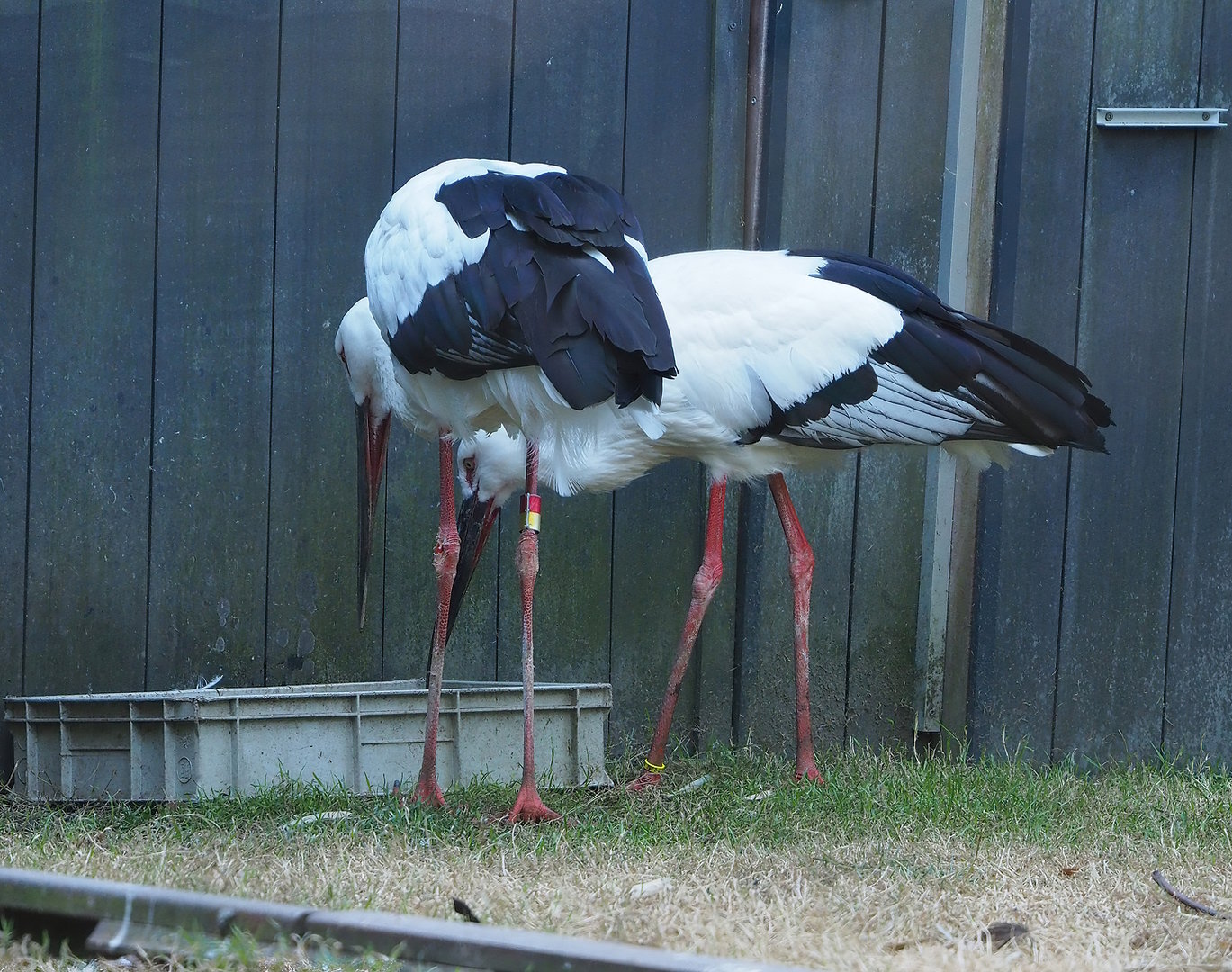 Oriental white stork (Ciconia boyciana), 2022-08-07