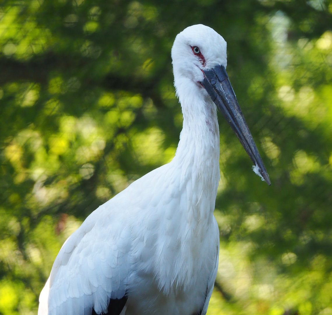 Oriental white stork (Ciconia boyciana), 2022-09-12