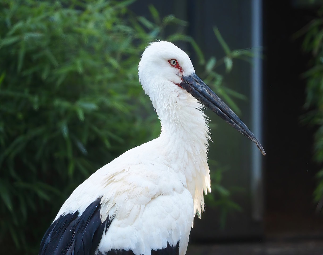 Oriental white stork (Ciconia boyciana), 2022-09-12