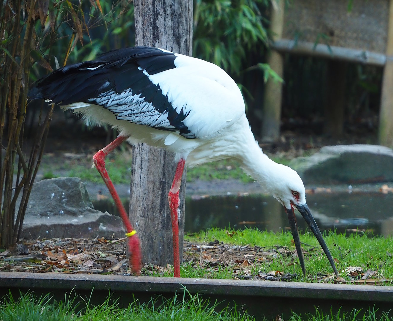 Oriental white stork (Ciconia boyciana), 2022-10-19