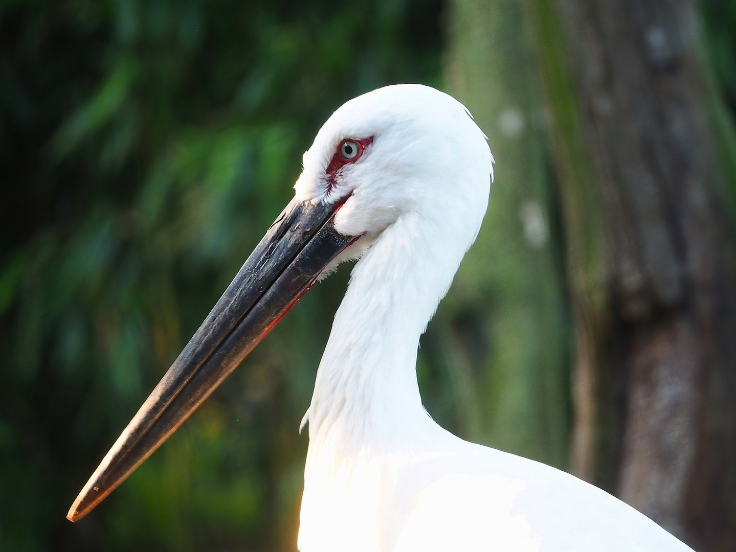 Oriental white stork (Ciconia boyciana), 2022-10-19