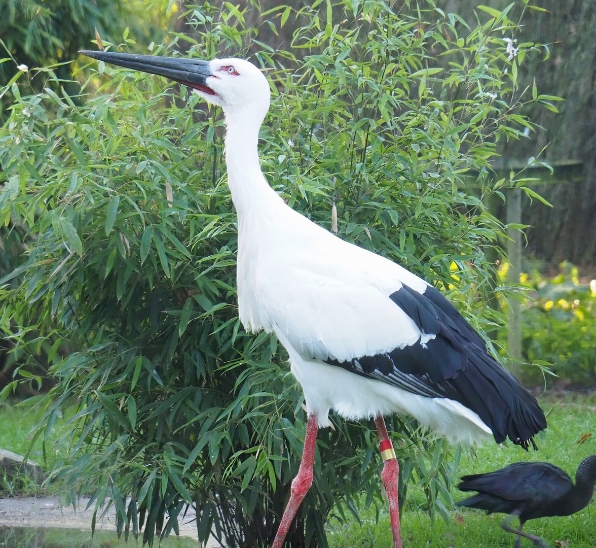 Oriental white stork (Ciconia boyciana), 2022-11-12