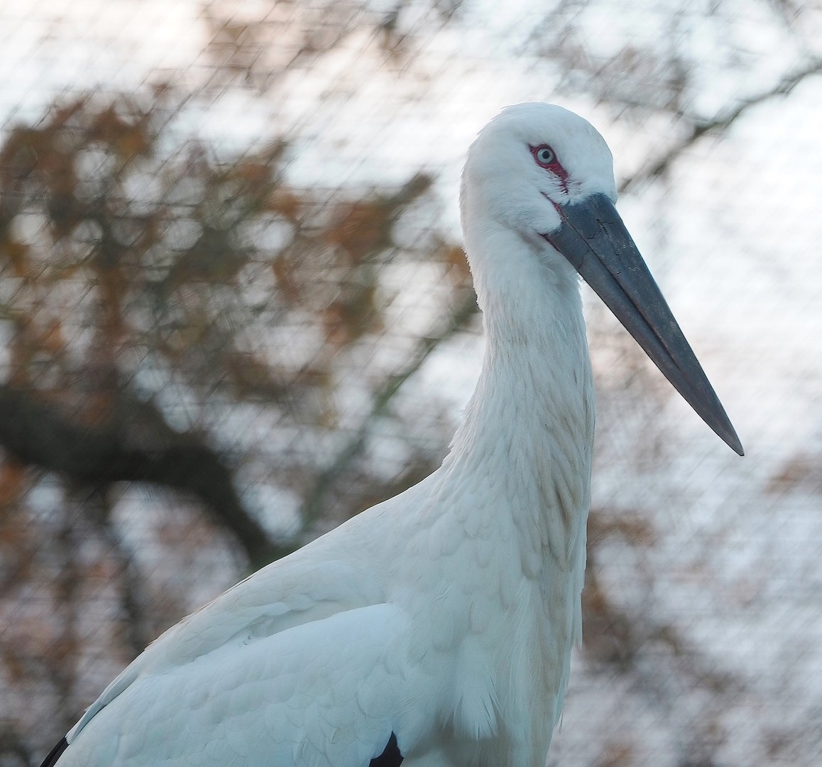 Oriental white stork (Ciconia boyciana), 2022-12-27