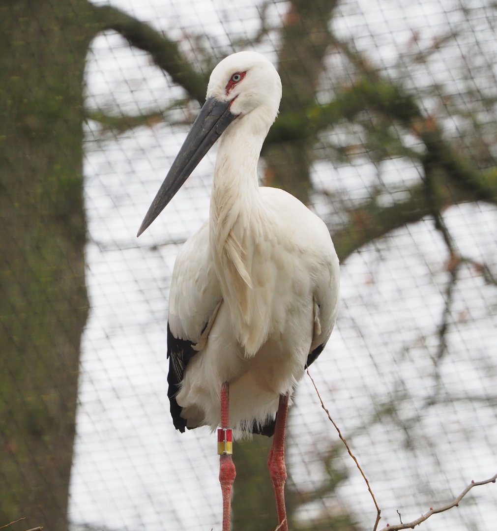 Oriental white stork (Ciconia boyciana), 2023-02-19