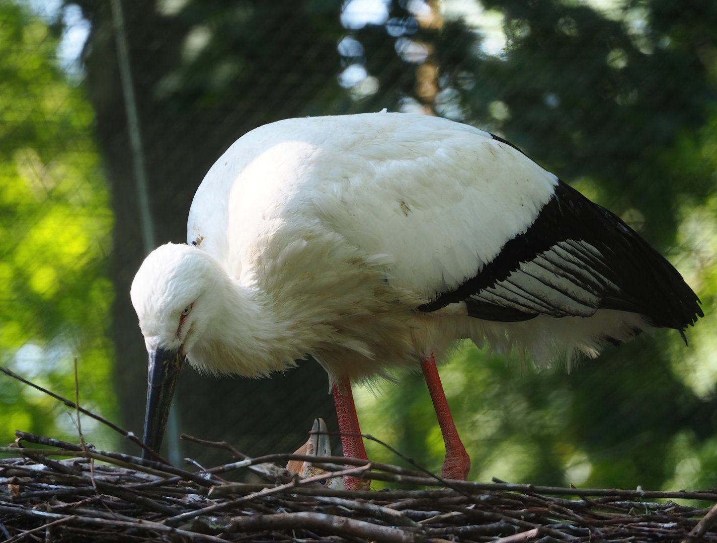 Oriental white stork (Ciconia boyciana), 2023-06-04