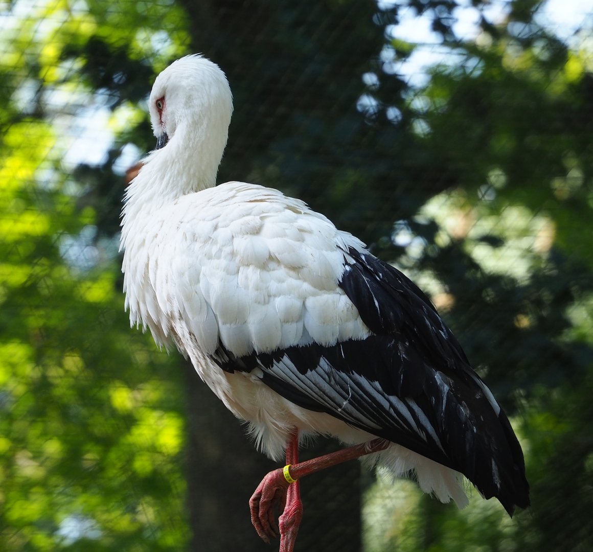 Oriental white stork (Ciconia boyciana), 2023-07-08