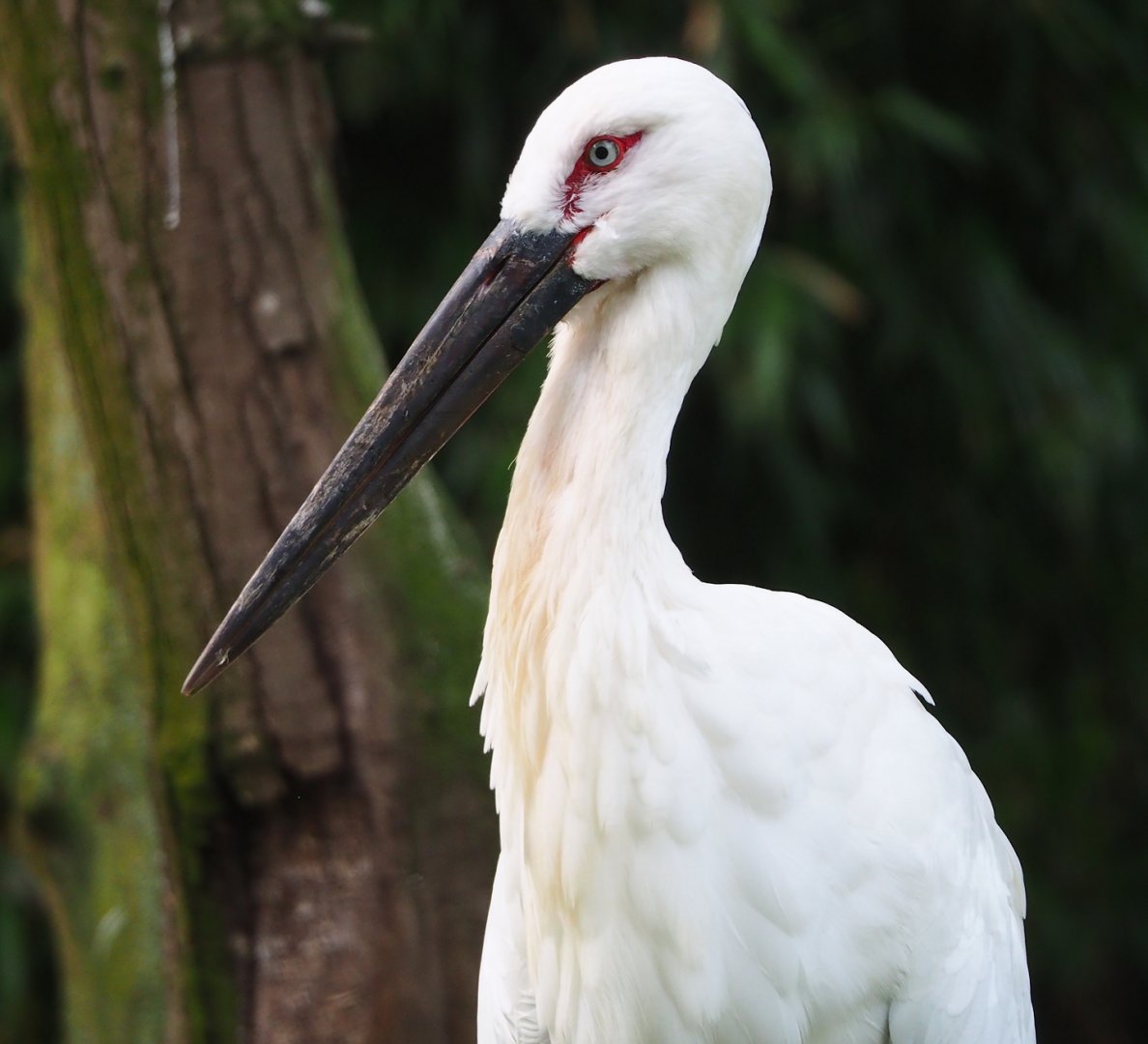 Oriental white stork (Ciconia boyciana), 2023-09-19