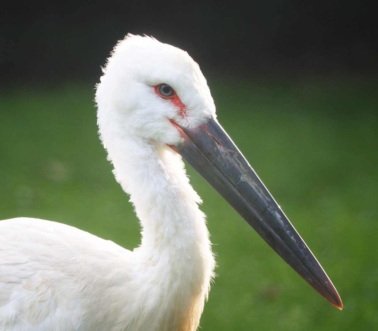 Oriental white stork (Ciconia boyciana), 2023-09-19