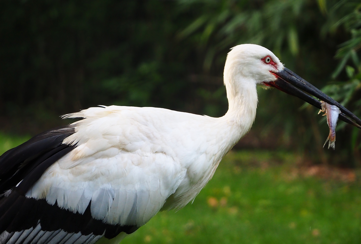 Oriental white stork (Ciconia boyciana), 2023-09-19