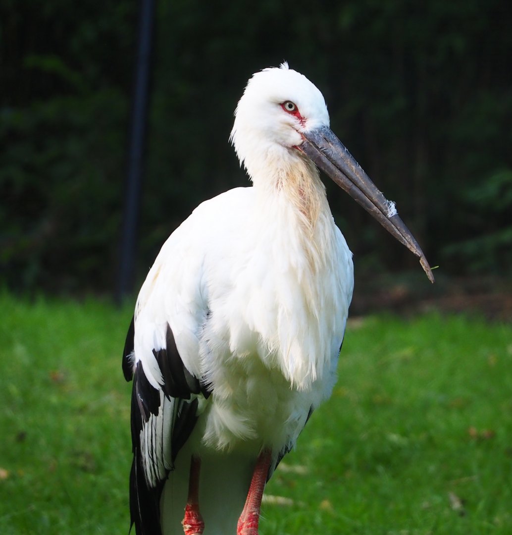 Oriental white stork (Ciconia boyciana), 2023-10-04