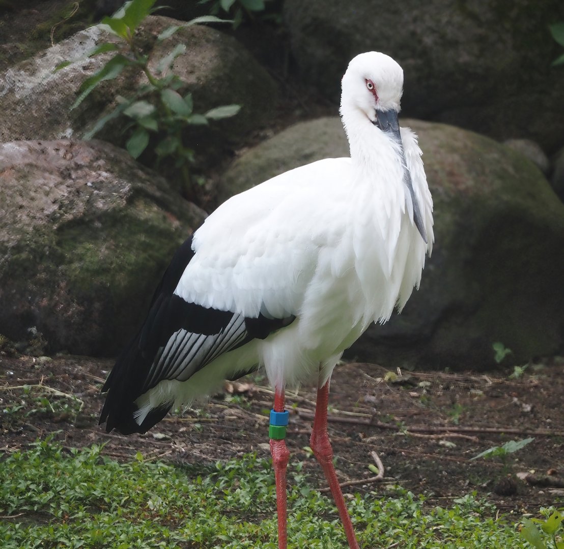 Oriental white stork (Ciconia boyciana), 2024-05-23