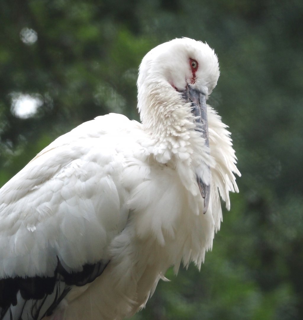 Oriental white stork (Ciconia boyciana), 2025-07-12