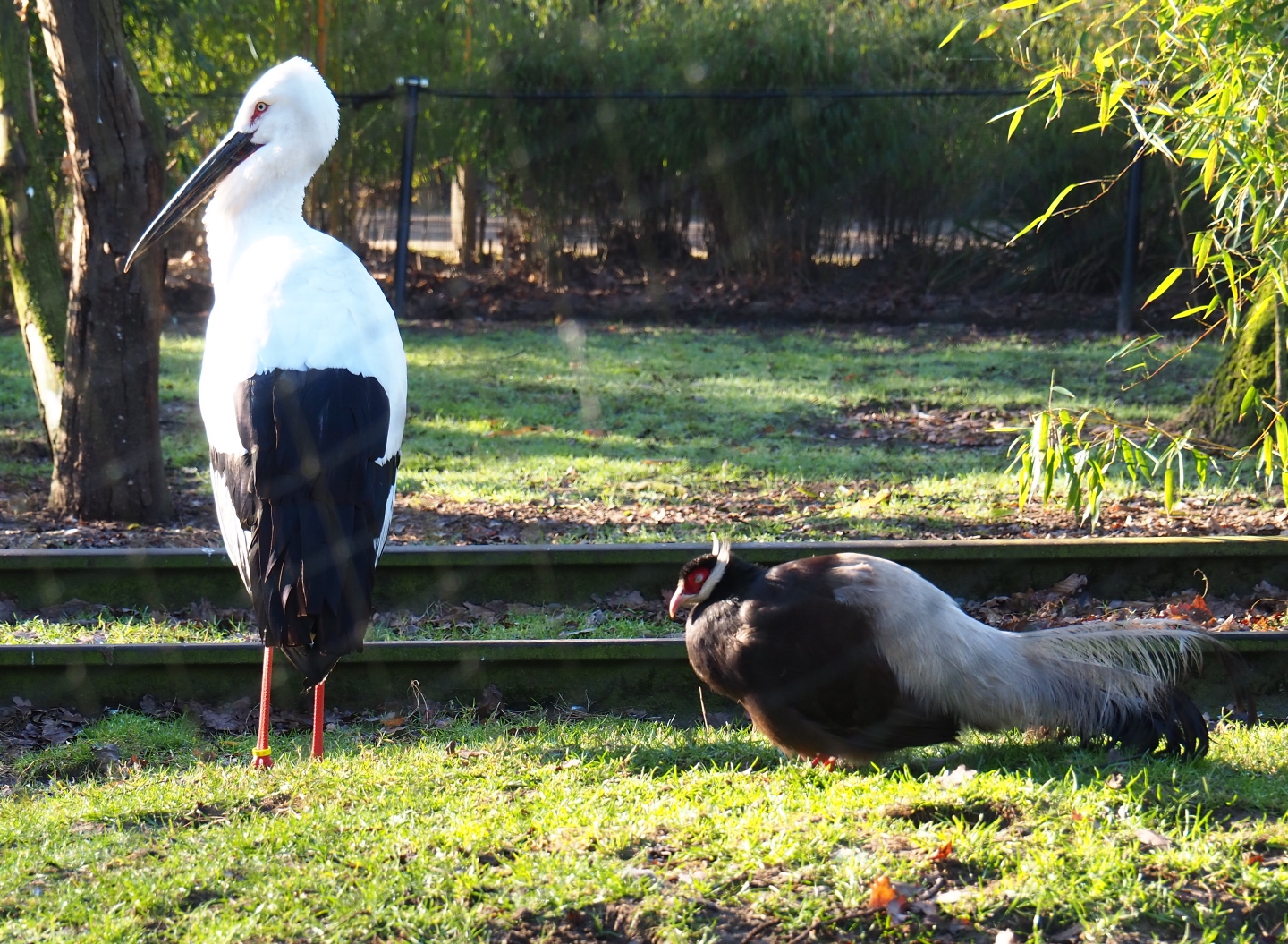 Oriental white stork (Ciconia boyciana) and Brown eared pheasant (Crossoptilon mantchuricum), Feb 16th, 2019