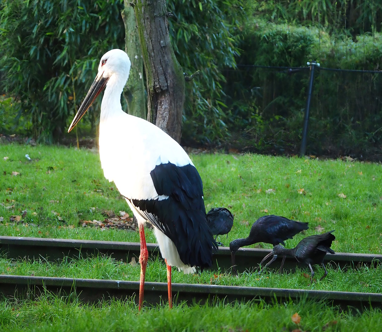 Oriental white stork (Ciconia boyciana) and Glossy ibises (Plegadis falcinellus), 2022-10-19