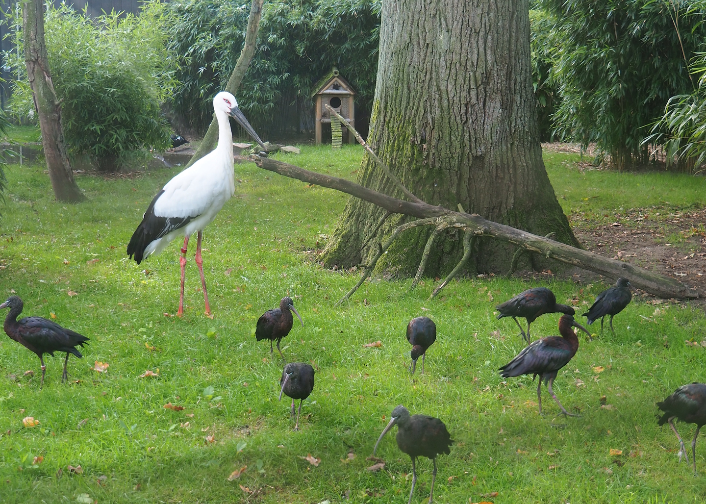 Oriental white stork (Ciconia boyciana) and Glossy ibises (Plegadis falcinellus), 2023-09-19