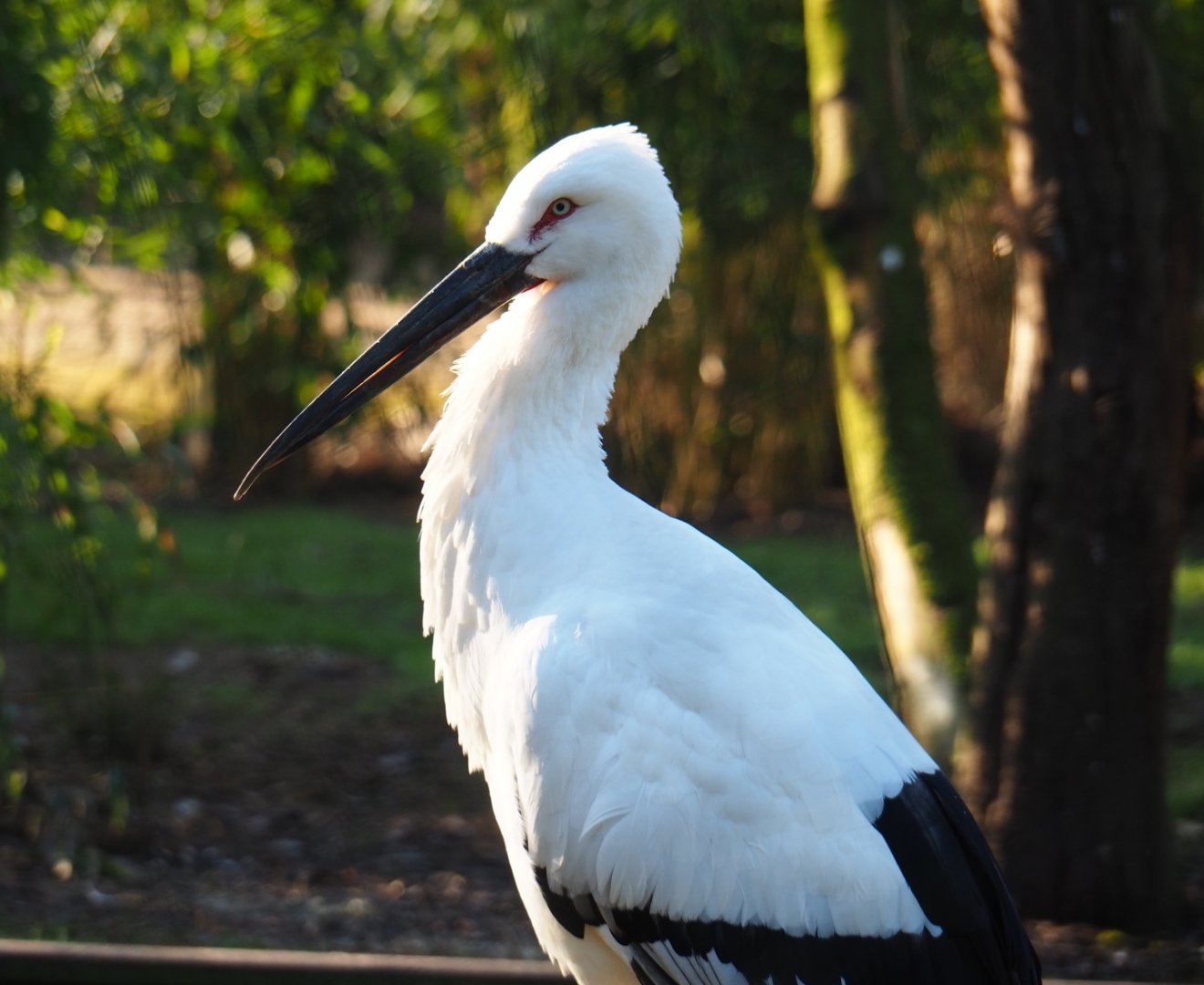 Oriental white stork (Ciconia boyciana), Feb 16th, 2019