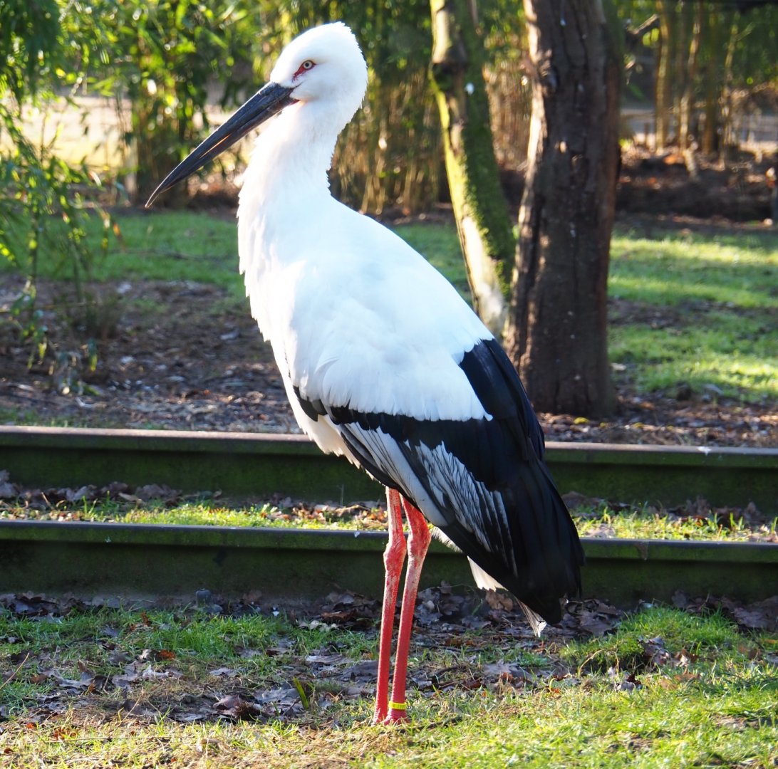 Oriental white stork (Ciconia boyciana), Feb 16th, 2019