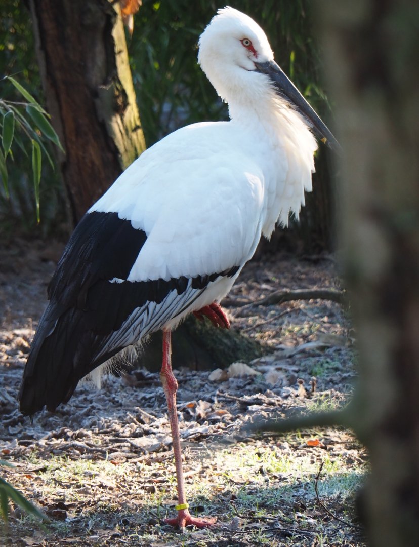 Oriental white stork (Ciconia boyciana), Jan 20th, 2019