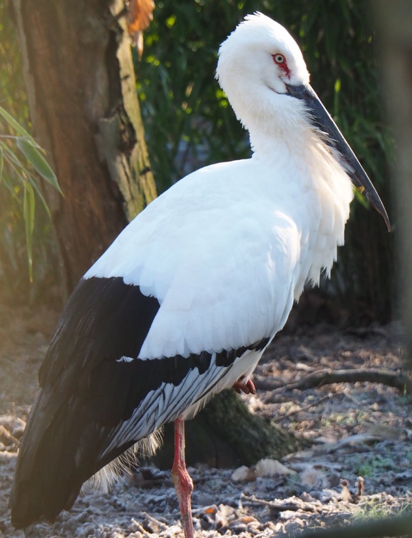 Oriental white stork (Ciconia boyciana), Jan 20th, 2019