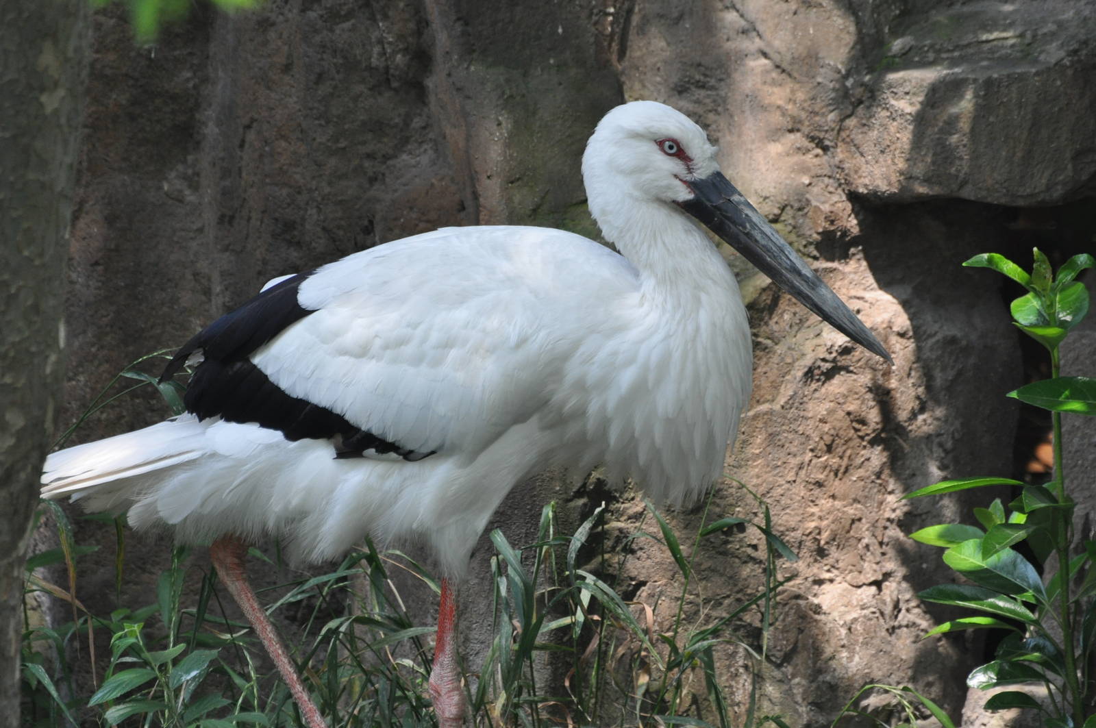 Oriental white stork/ Ciconia boyciana