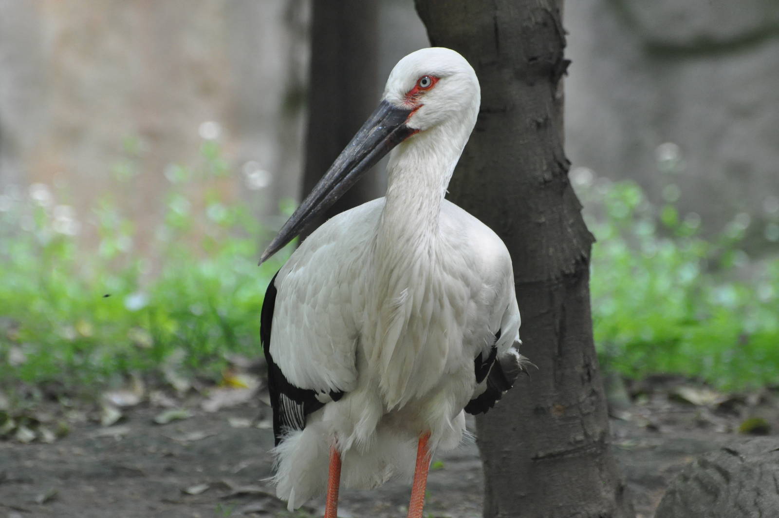 Oriental white stork/ Ciconia boyciana