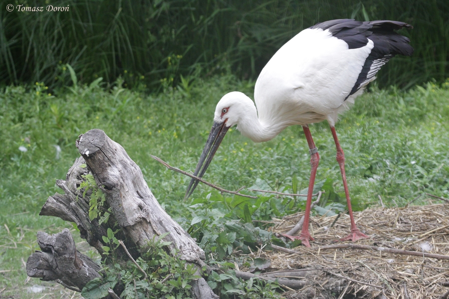 Oriental White Stork (Ciconia boyciana)
