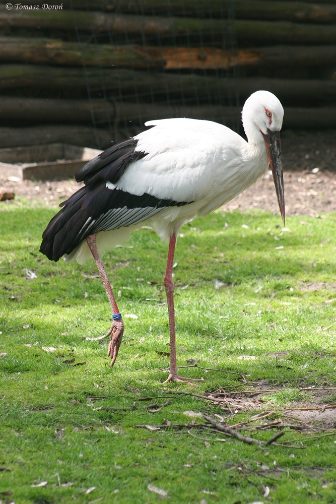 Oriental white stork (Ciconia boyciana)