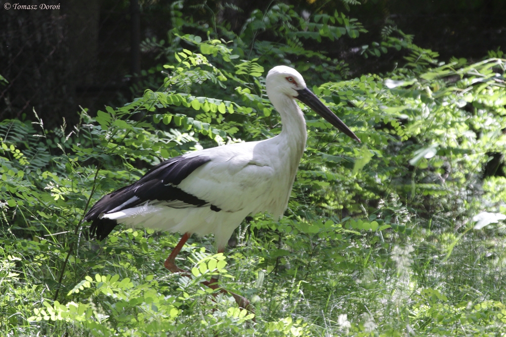 Oriental White Stork (Ciconia boyciana)