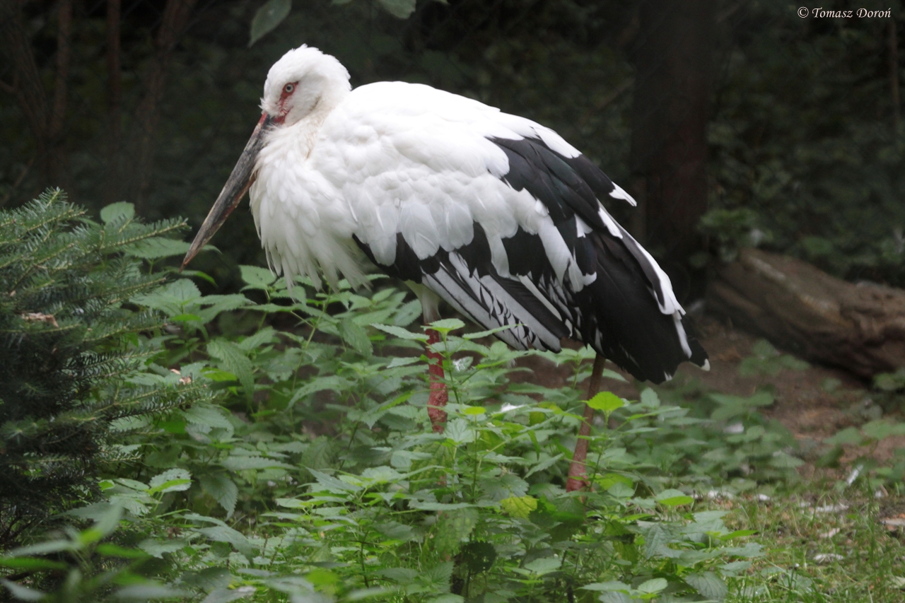 Oriental white stork (Ciconia boyciana)