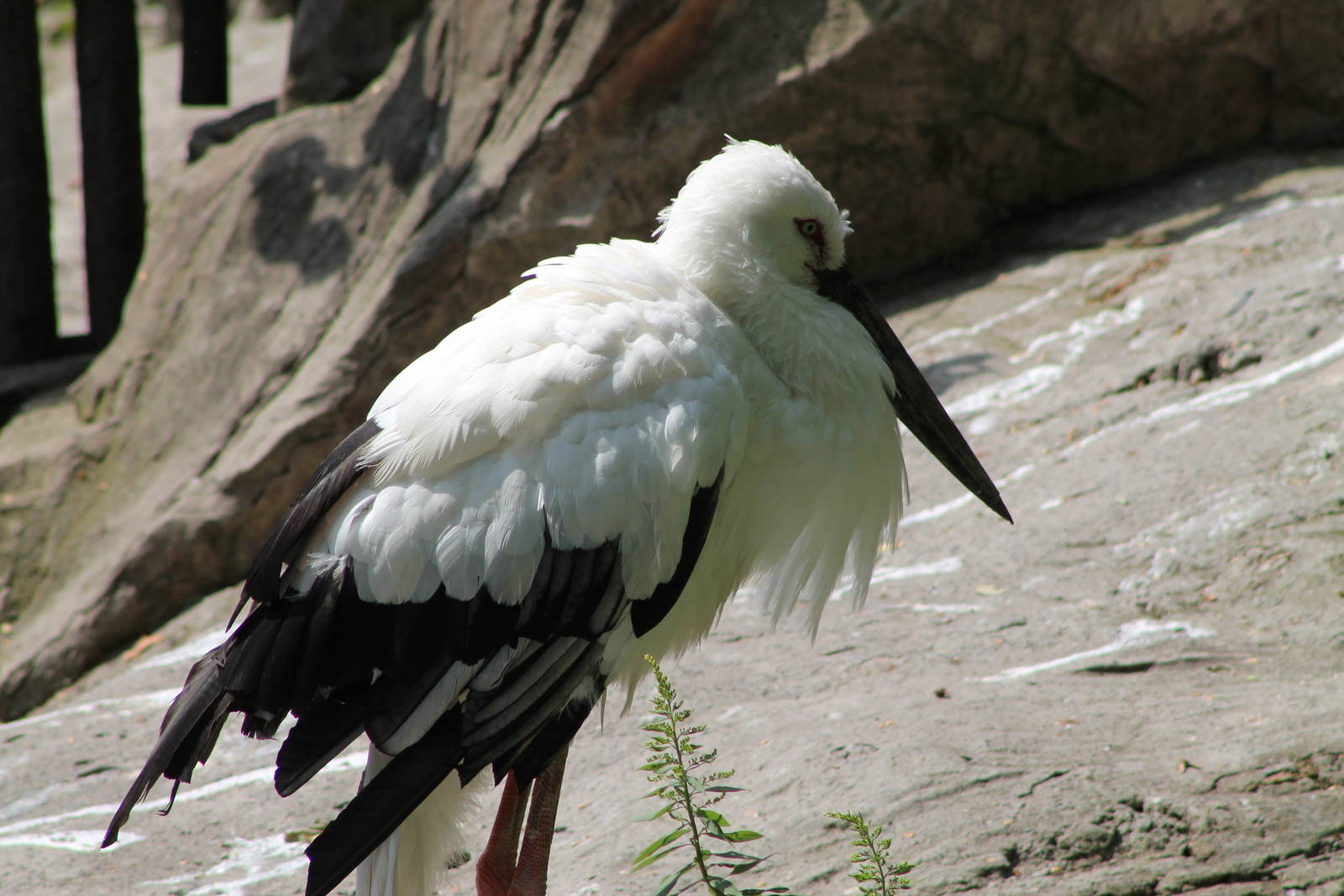 Oriental white stork (Ciconia boyciana)