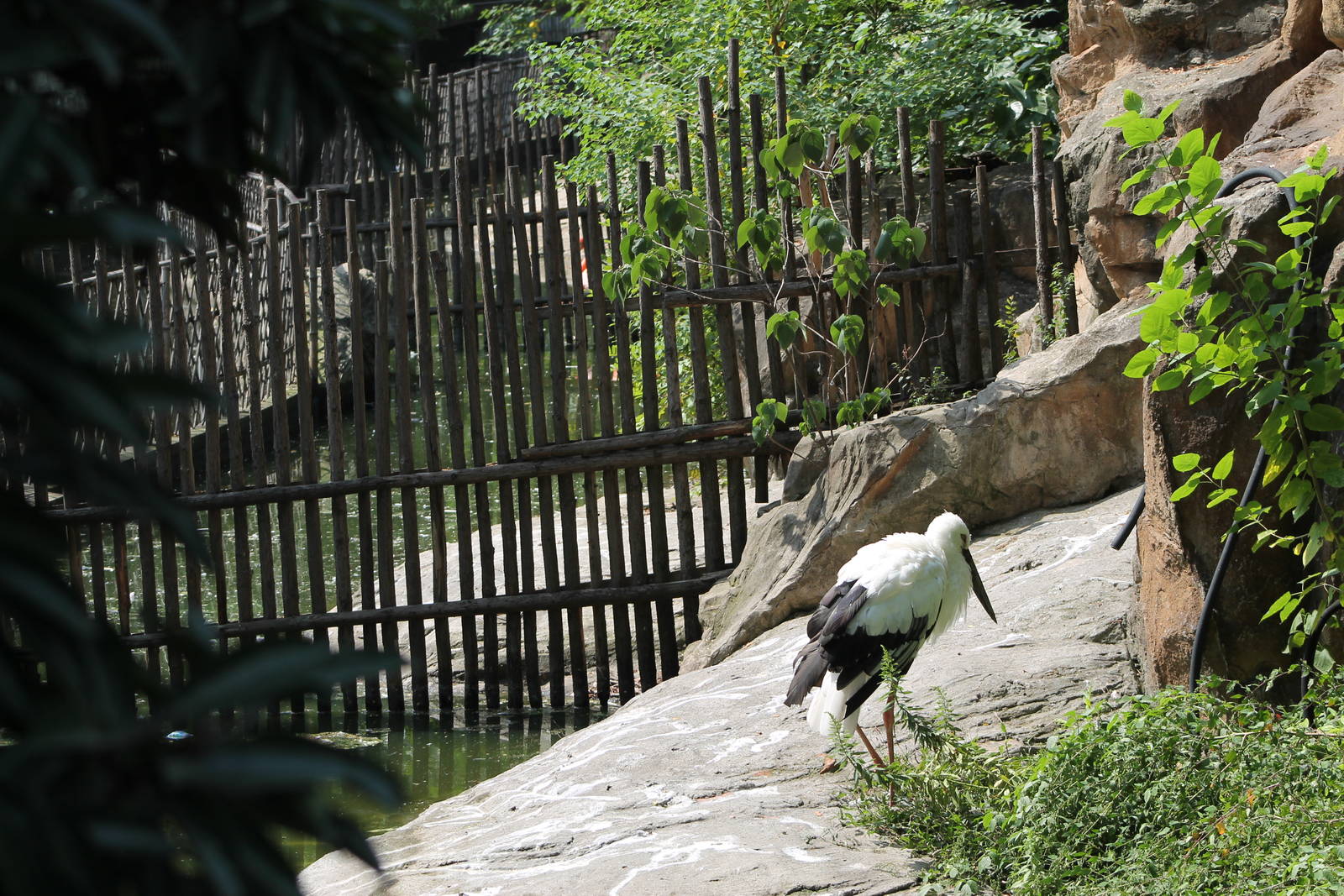 Oriental white stork (Ciconia boyciana)