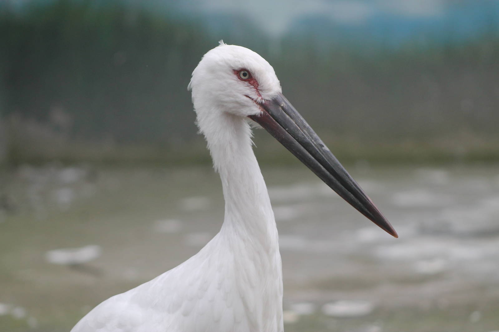 Oriental white stork (Ciconia boyciana)