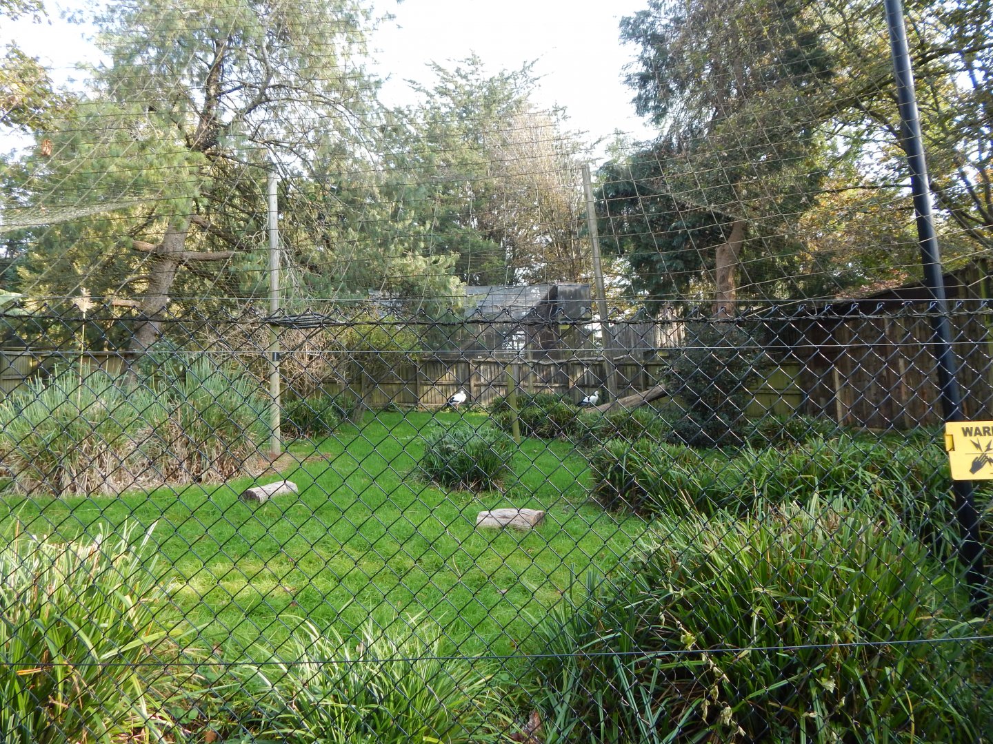 Oriental white stork enclosure 181020