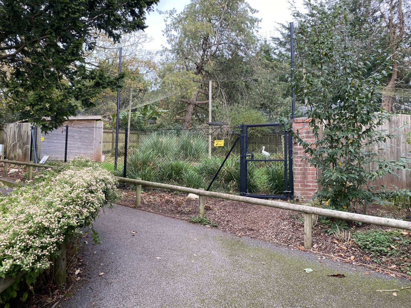 Oriental white stork enclosure 201121