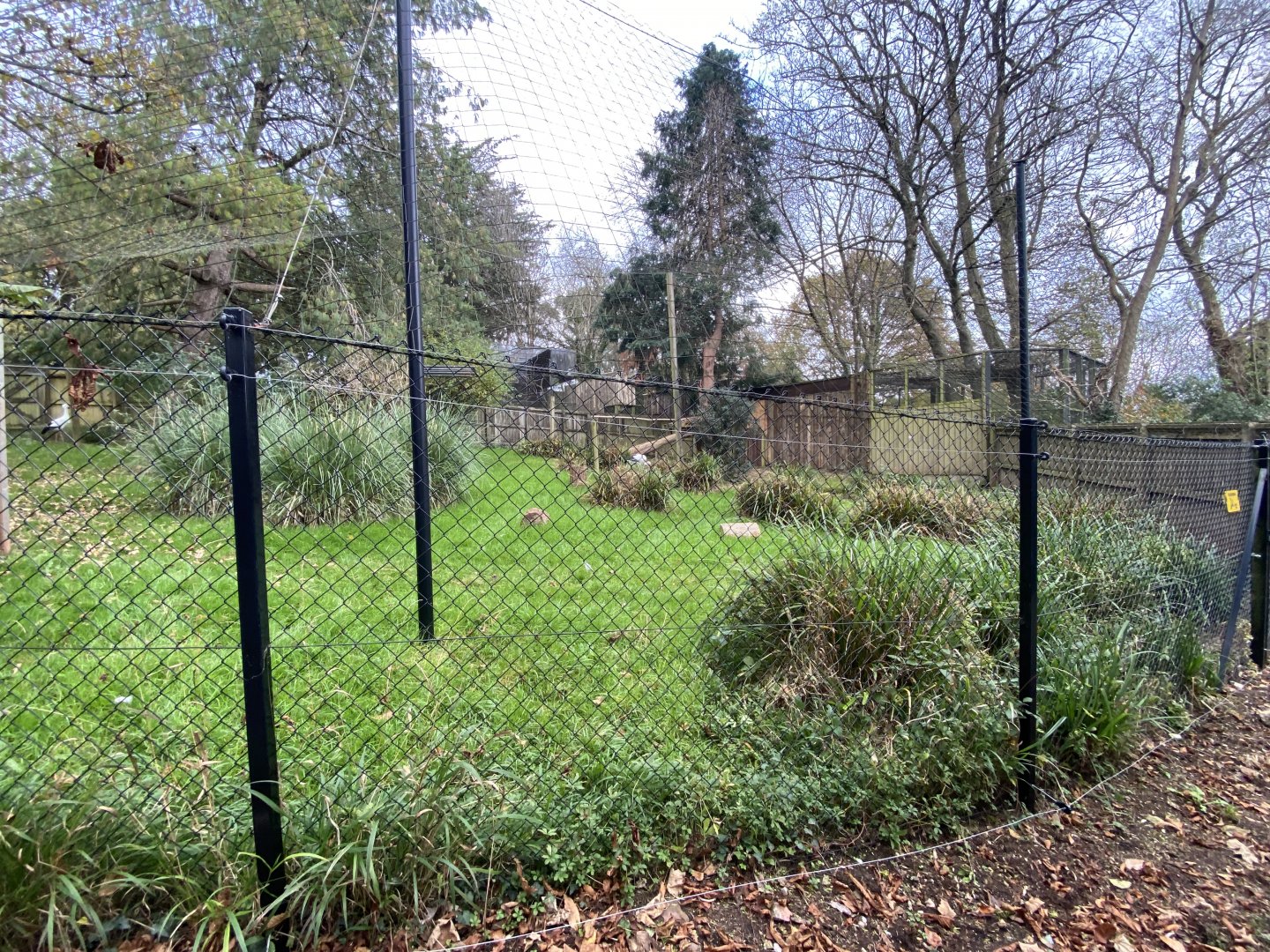 Oriental white stork enclosure 201121