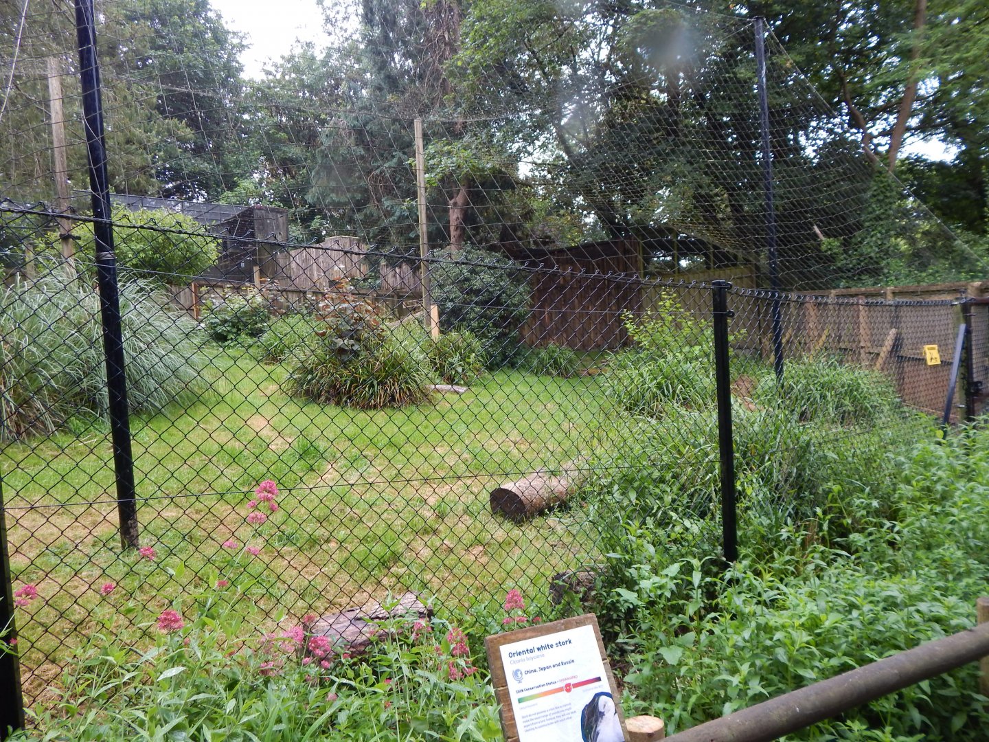 Oriental white stork exhibit 130624
