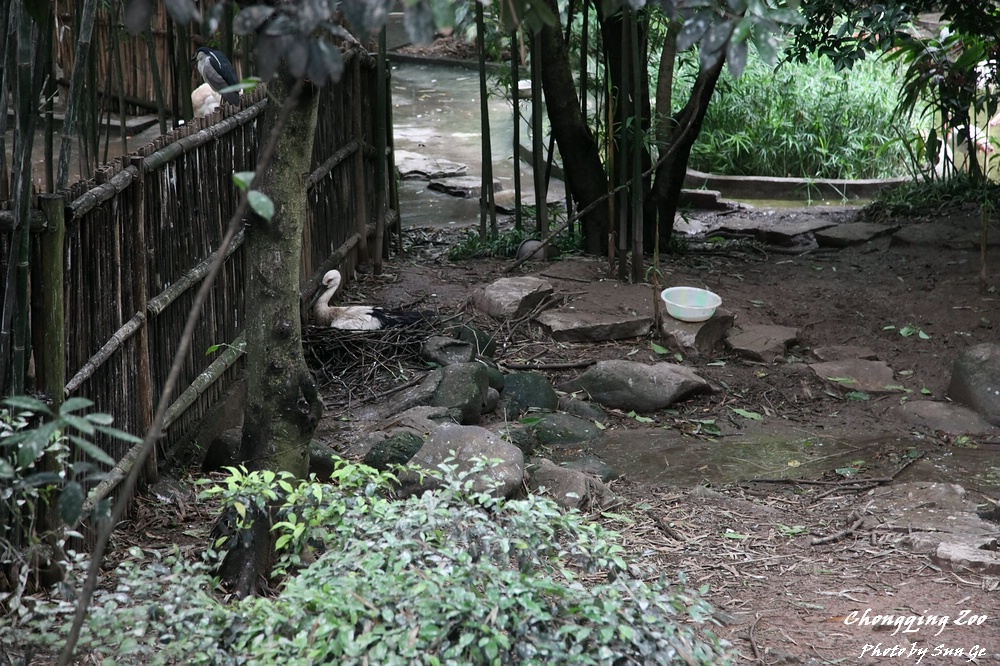 Oriental white stork exhibit