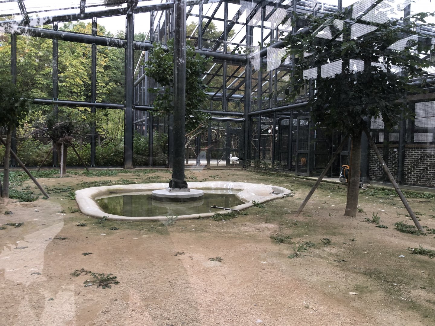 Oriental White Stork Exhibit