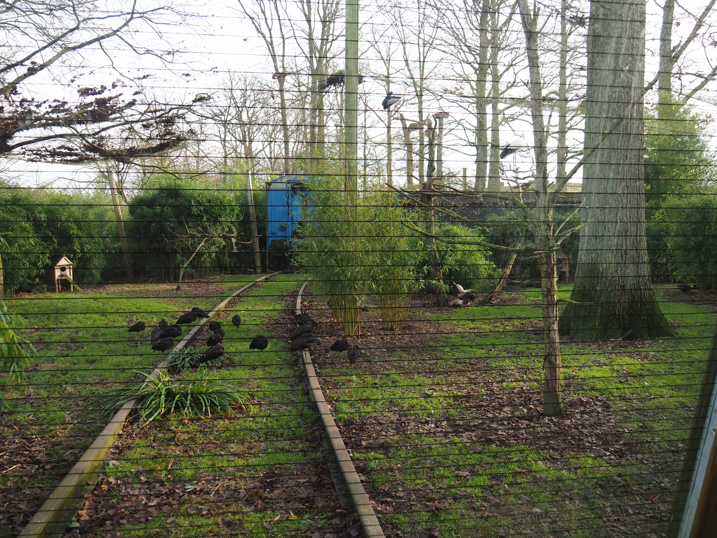 Oriental white stork, Glossy ibis, Brown eared pheasant and White-winged duck aviary, 2020-01-11