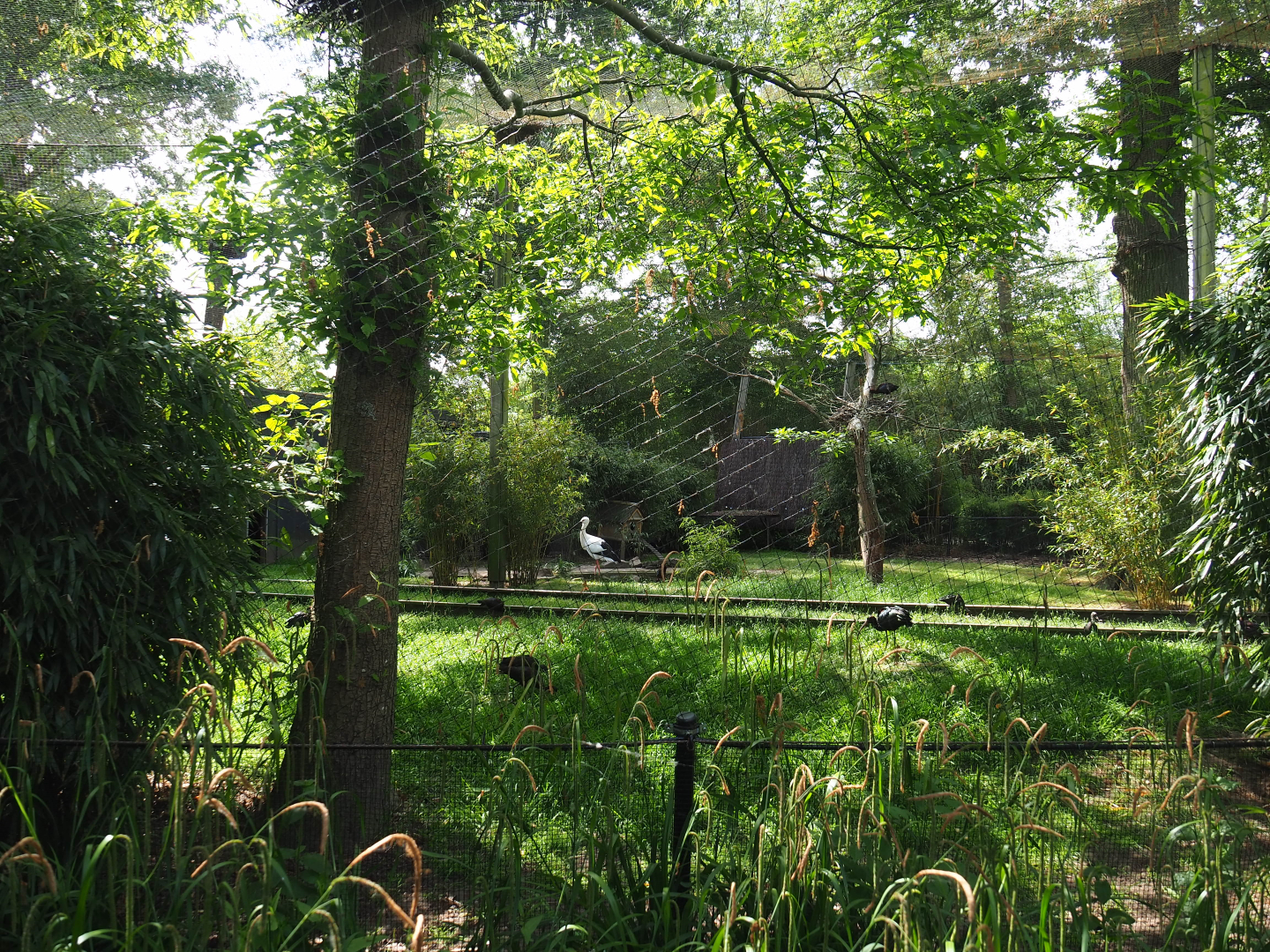 Oriental white stork, Glossy ibis, Brown eared pheasant and White-winged duck aviary, 2020-05-23