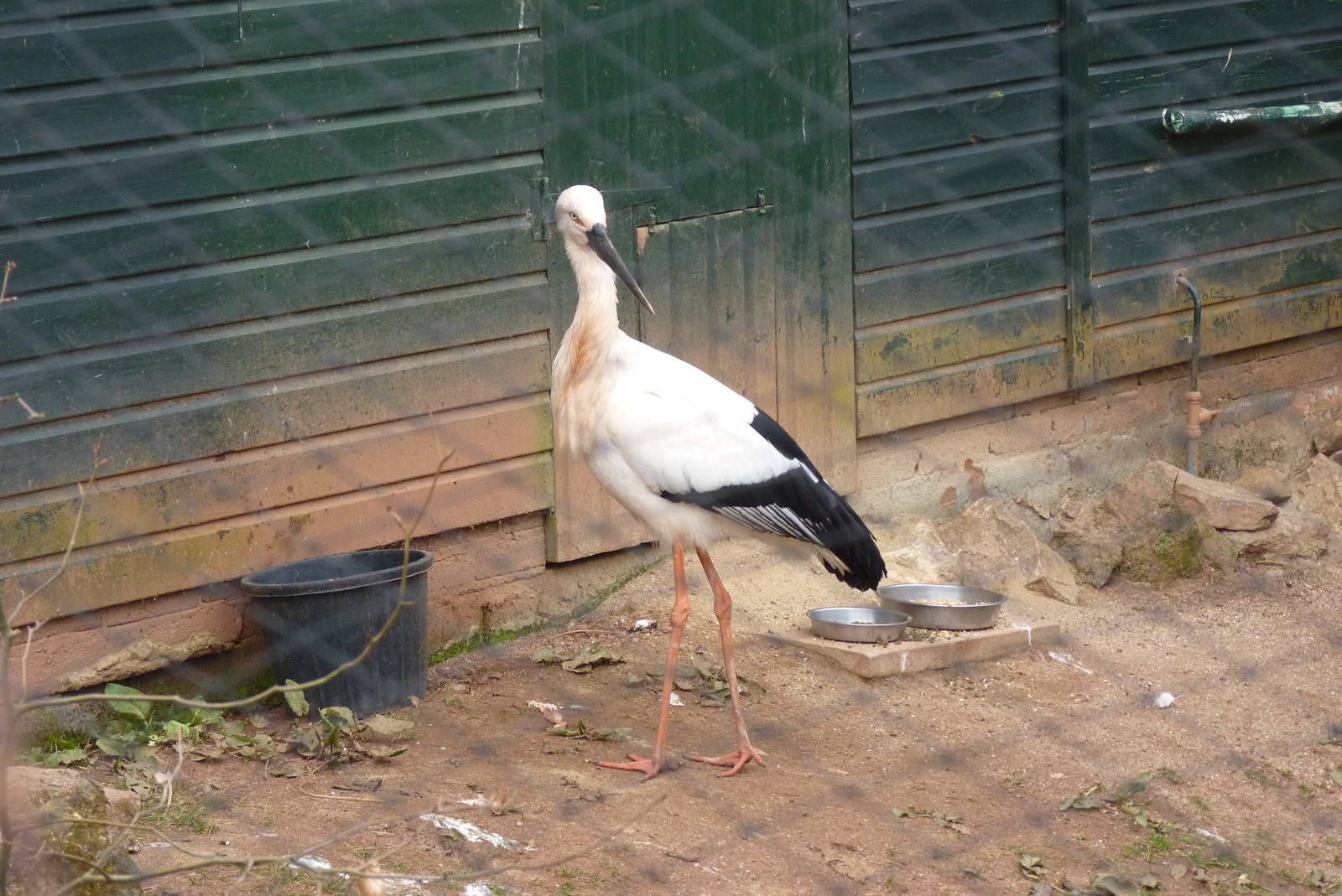 Oriental White Stork, March 2016