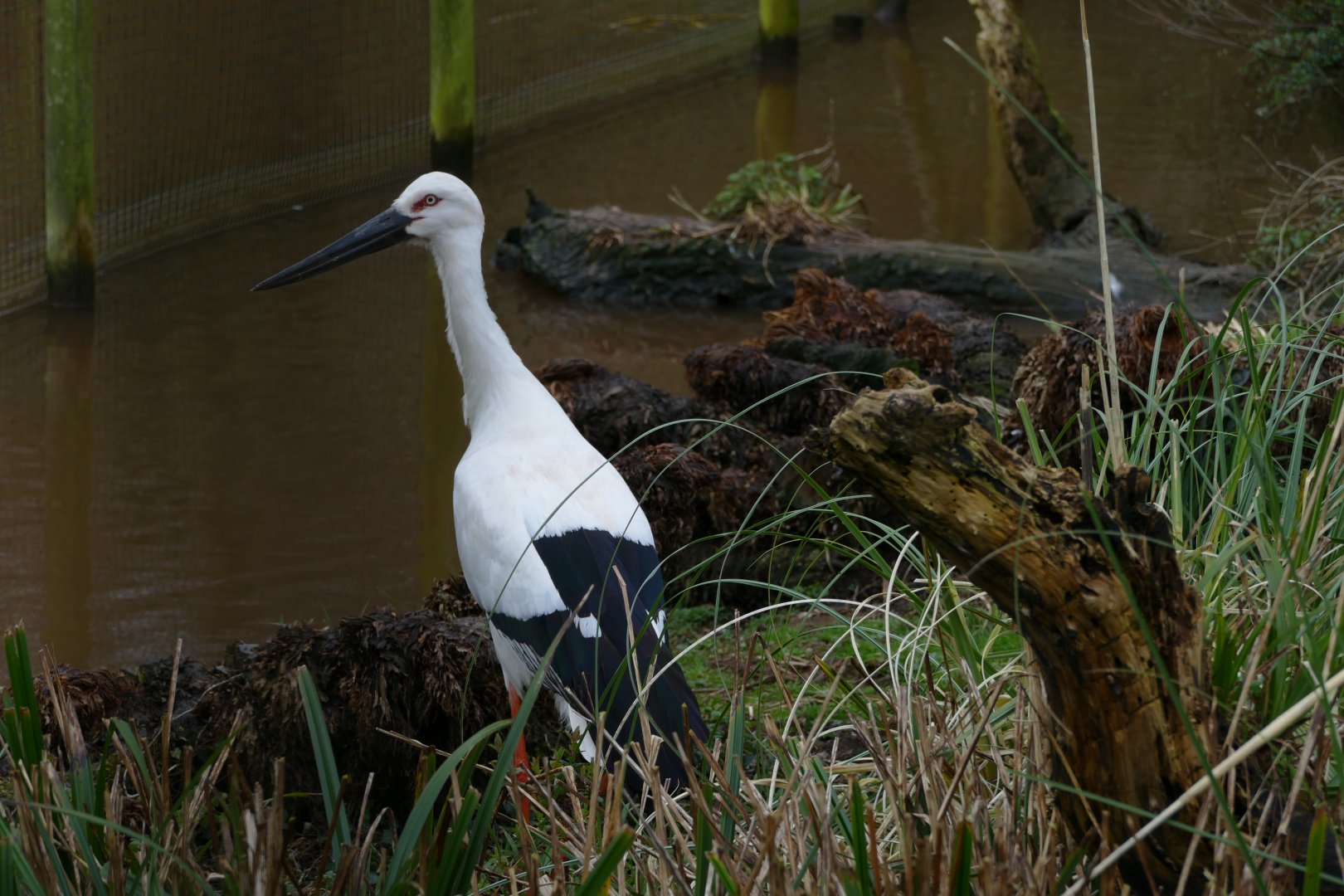 Oriental White Stork, March 2018