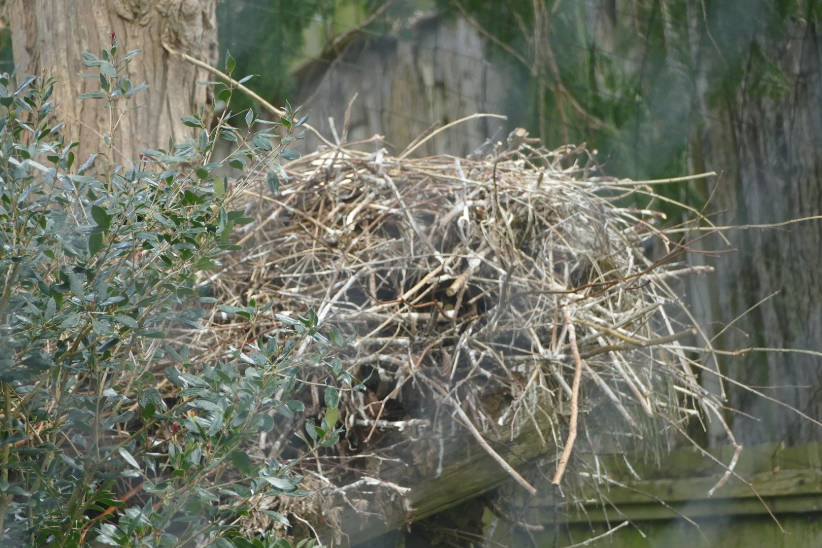 Oriental White Stork nest, 12 April 2021