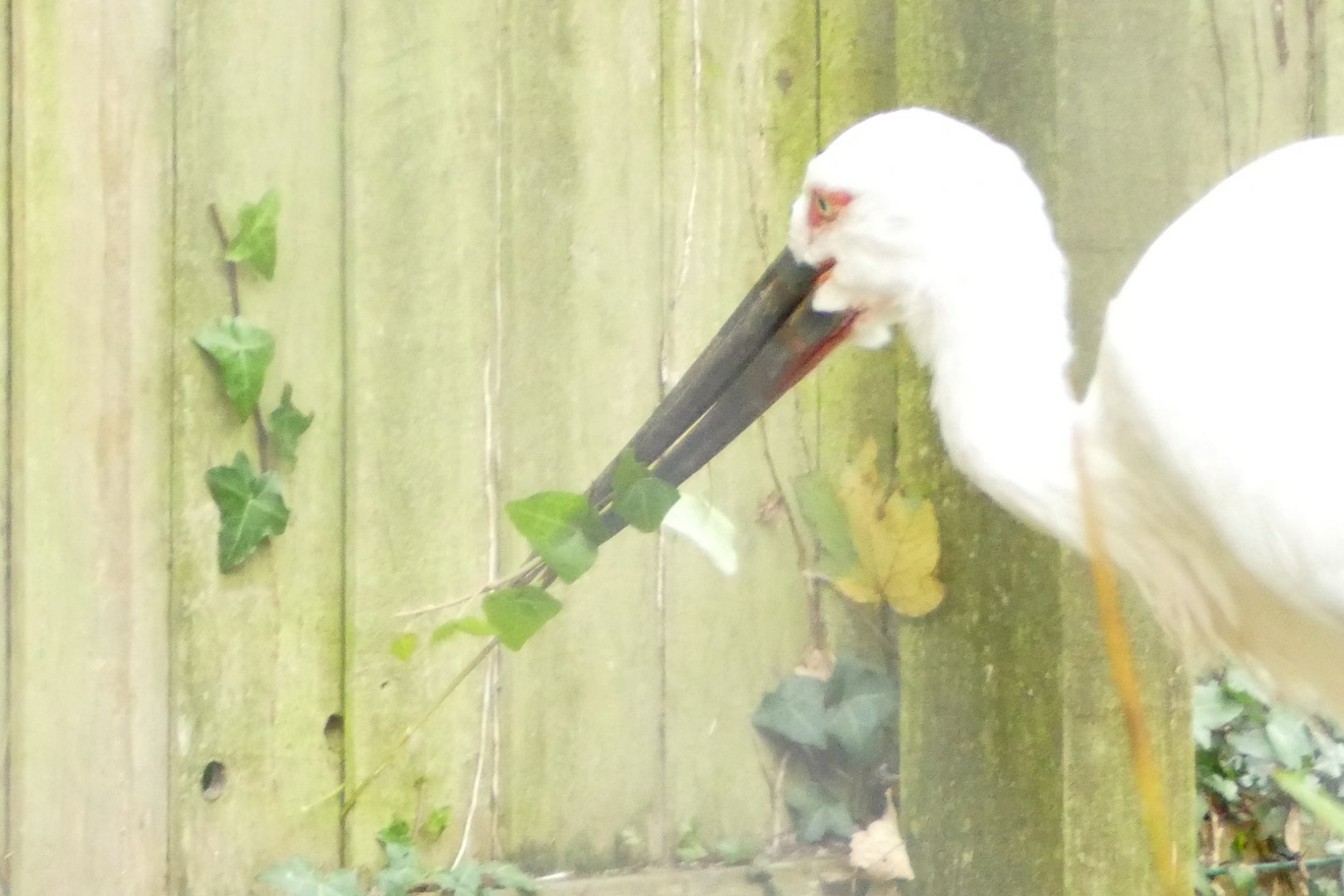 Oriental White Stork, November 2021