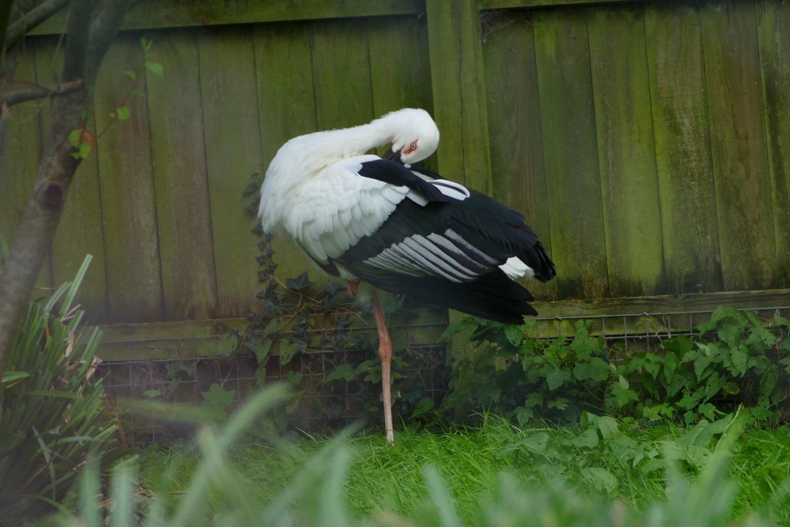 Oriental white stork, October 2020