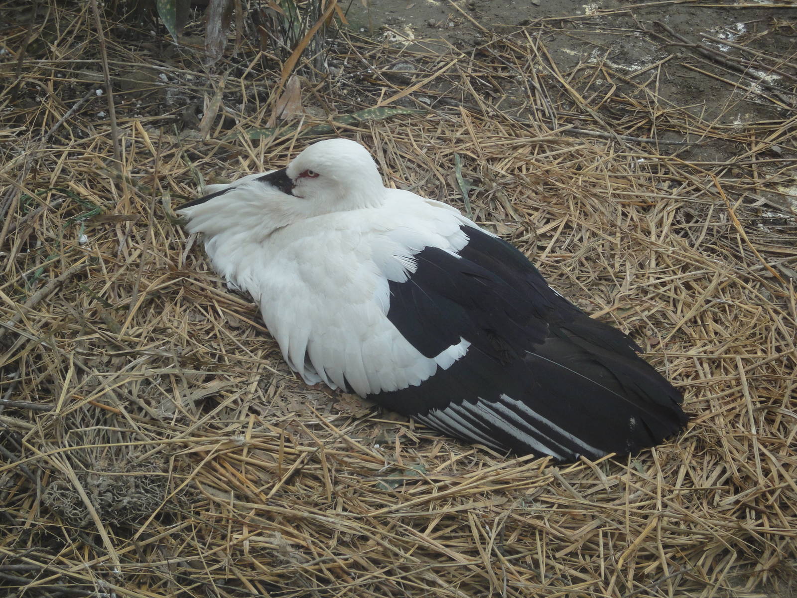 Oriental White Stork on its nest
