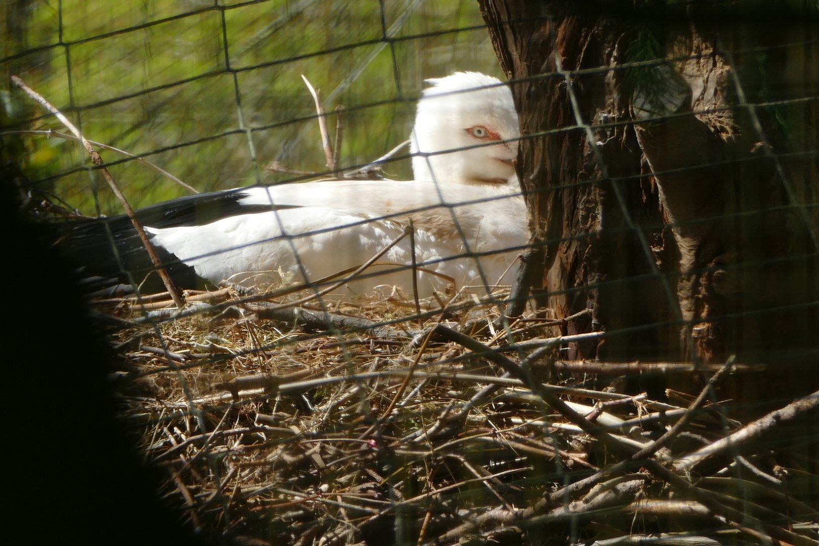 Oriental White Stork on nest, 12 April 2021